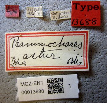 Media type: image;   Entomology 13688 Aspect: labels